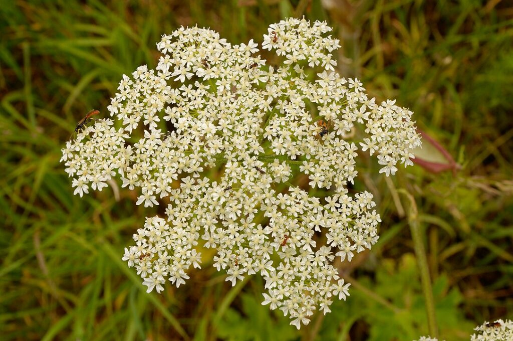Top view of a Cossack Asparagus (Heracleum spondylum)