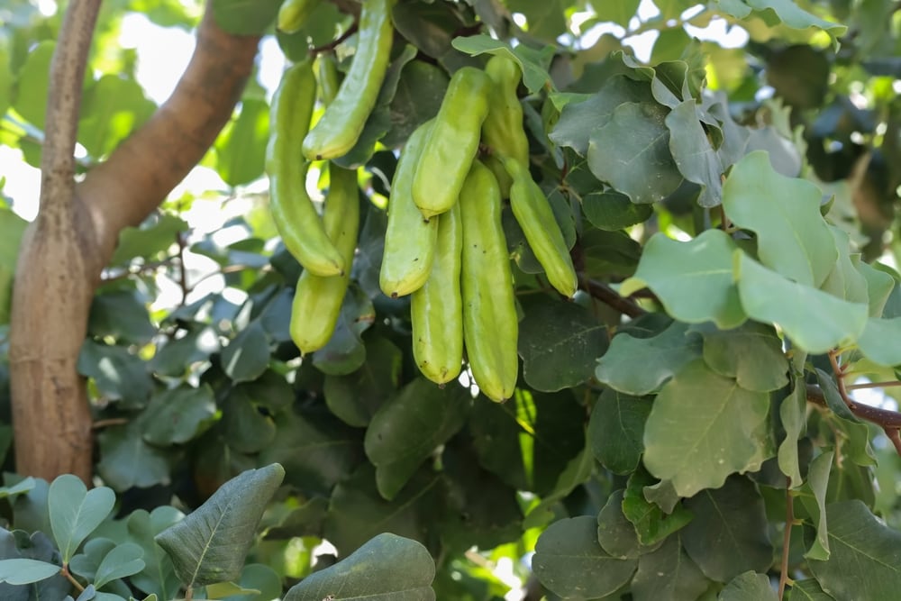 Carob (Ceratonia siliqua) growing out of a tree
