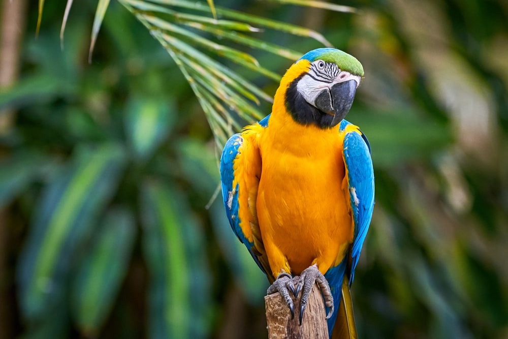 blue and yellow macaw in a tree branch