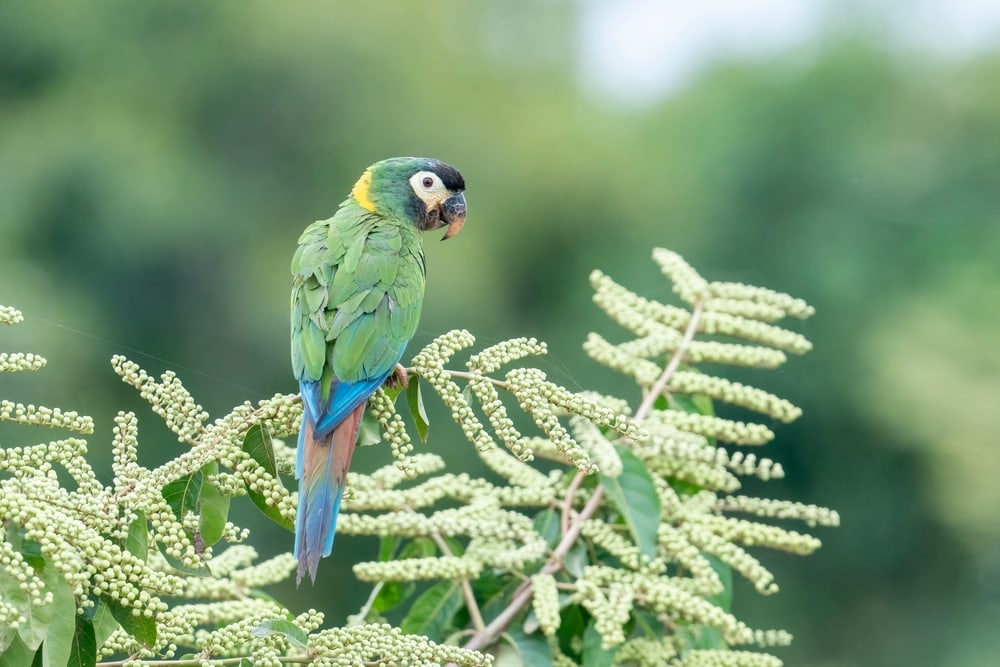 a Golden-collared Macaw perched on top of a bush