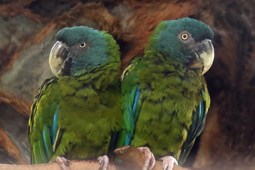image of a pair of blue-headed macaw