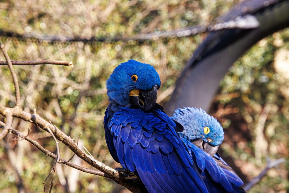 image of a glaucous macaw under the sunlight