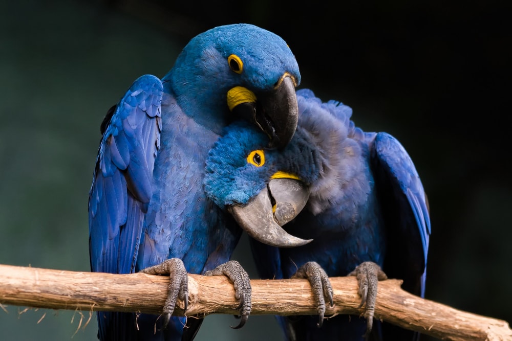 pair of hyacinth macaw cuddling