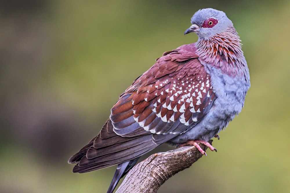 Speckled Pigeon (Columba guinea) on top of a cut tip of a tree