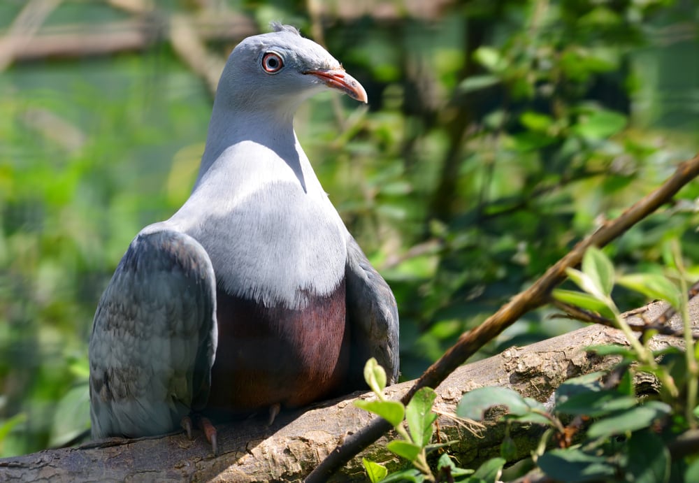 Spotted Imperial Pigeon (Ducula carola) clawing on a bark of tree