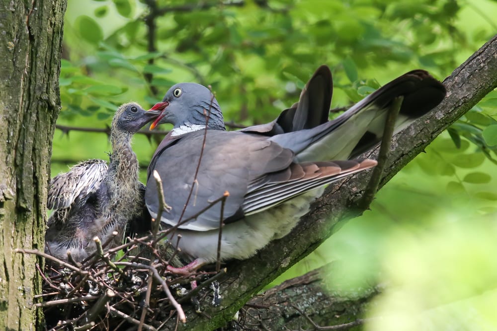 Pigeon feeding its baby