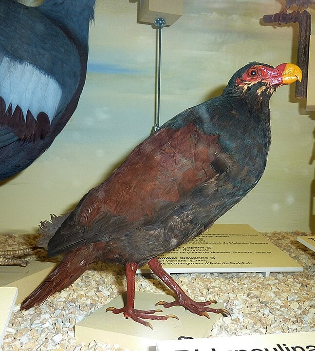Tooth-billed Pigeon (Didunculus strigirostris) standing on a table