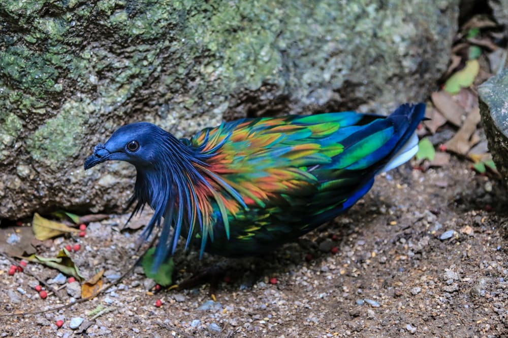 Nicobar Pigeon (Caloenas nicobarica) laying on the side of a rock