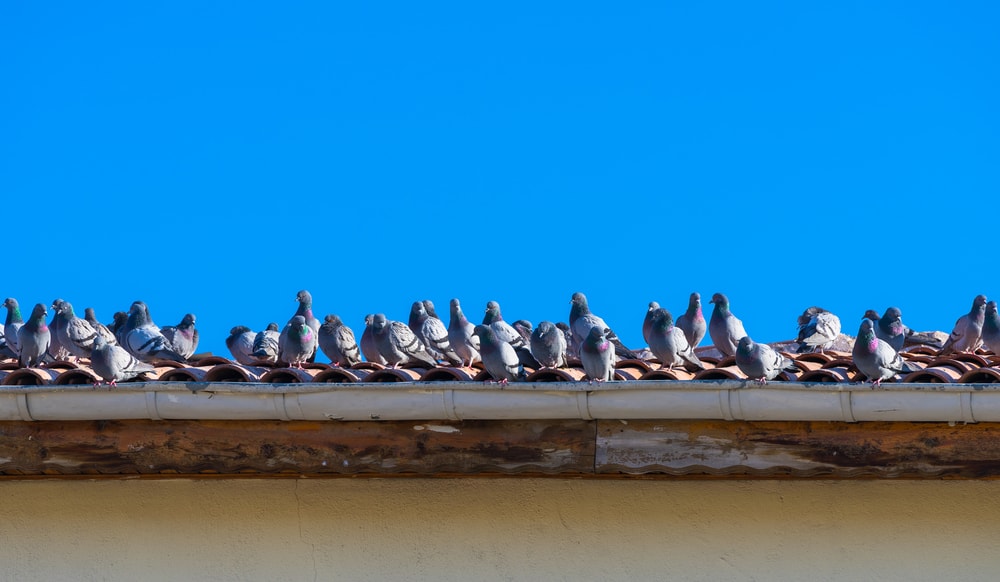 Group of pigeons on top of a roof