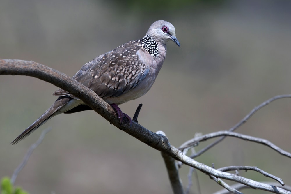 Sri Lanka Woodpigeon (Columba torringtoniae) standing on a thin stick