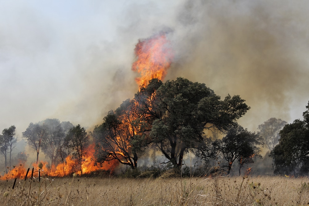 trees engulfed in a fire