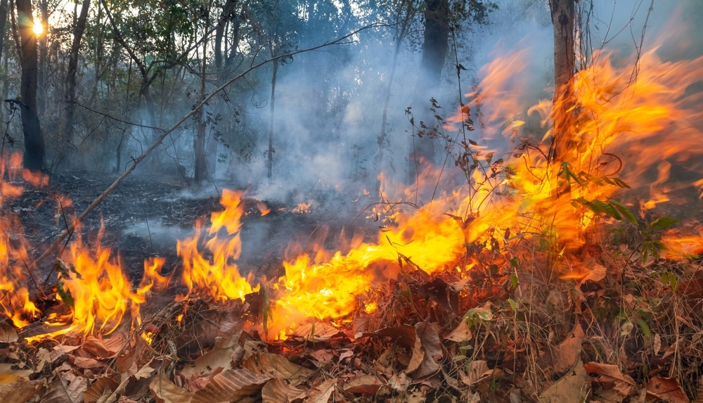 leaves burning in the forest