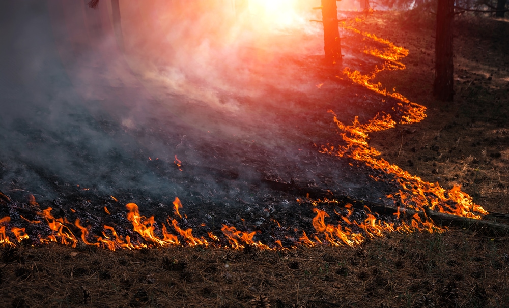 wildfire burning a pineforest