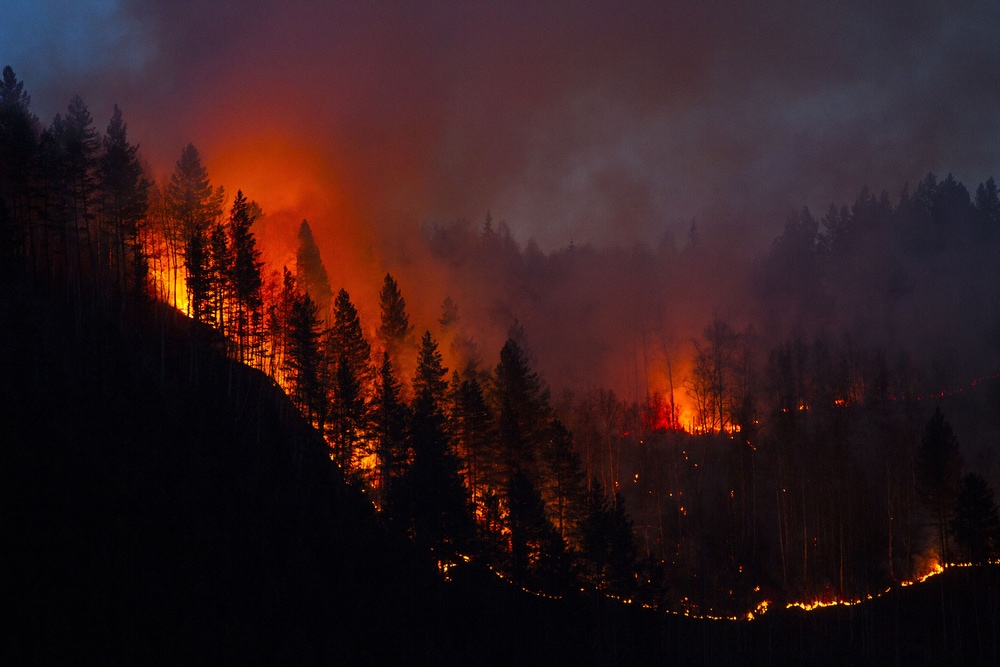 pine tree forest burning in the night