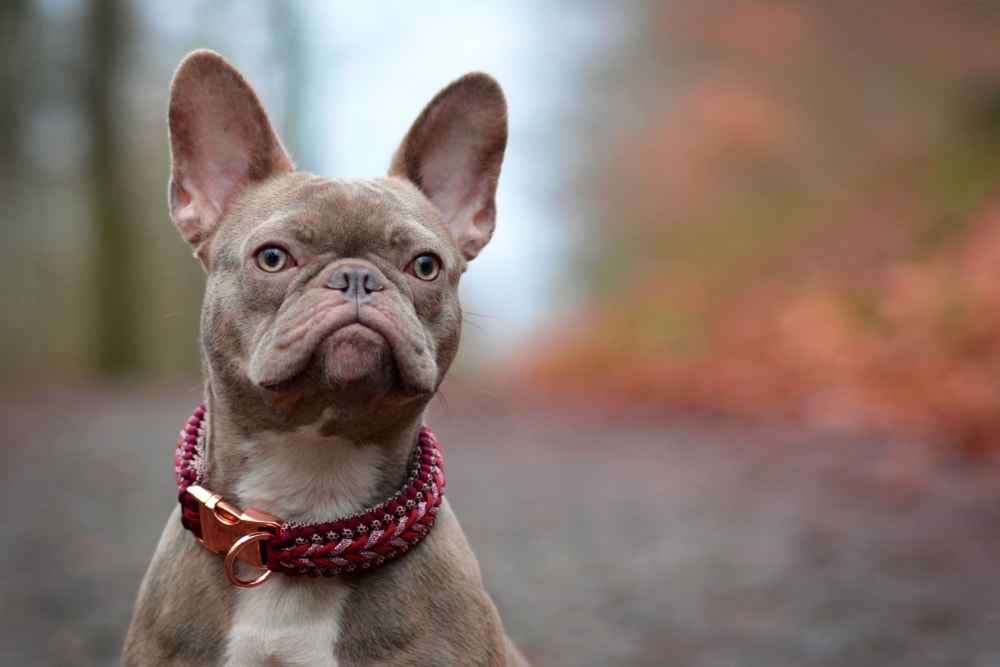 a French bulldog using a paracord collar