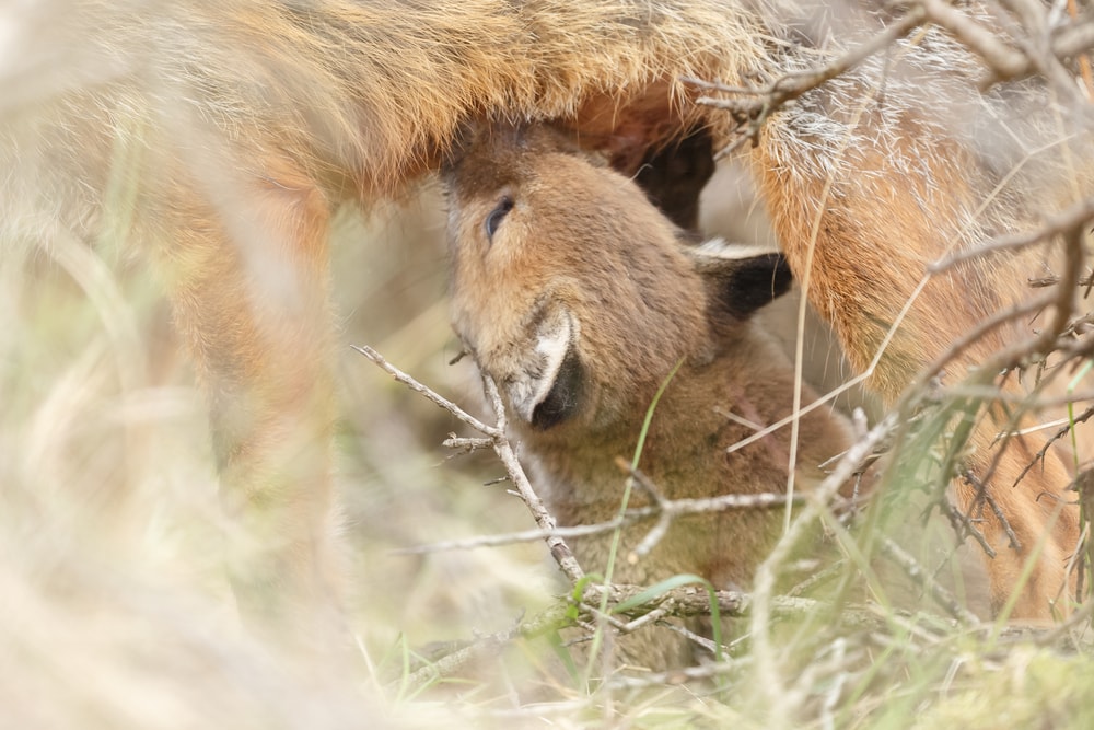 Baby fox drinking milk from its mother