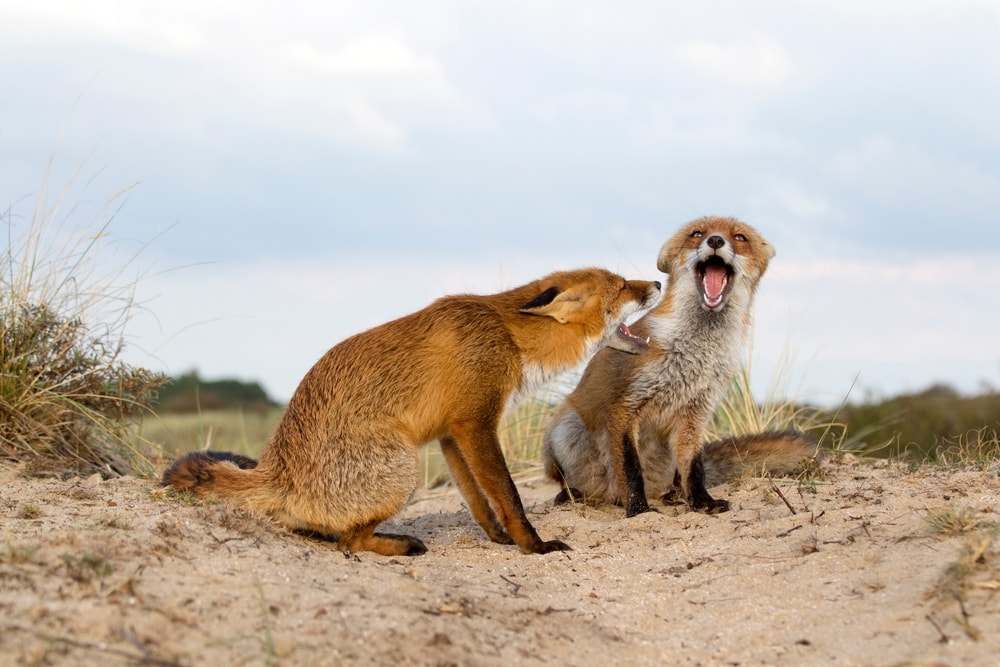 Two foxes screaming in the middle of the desert