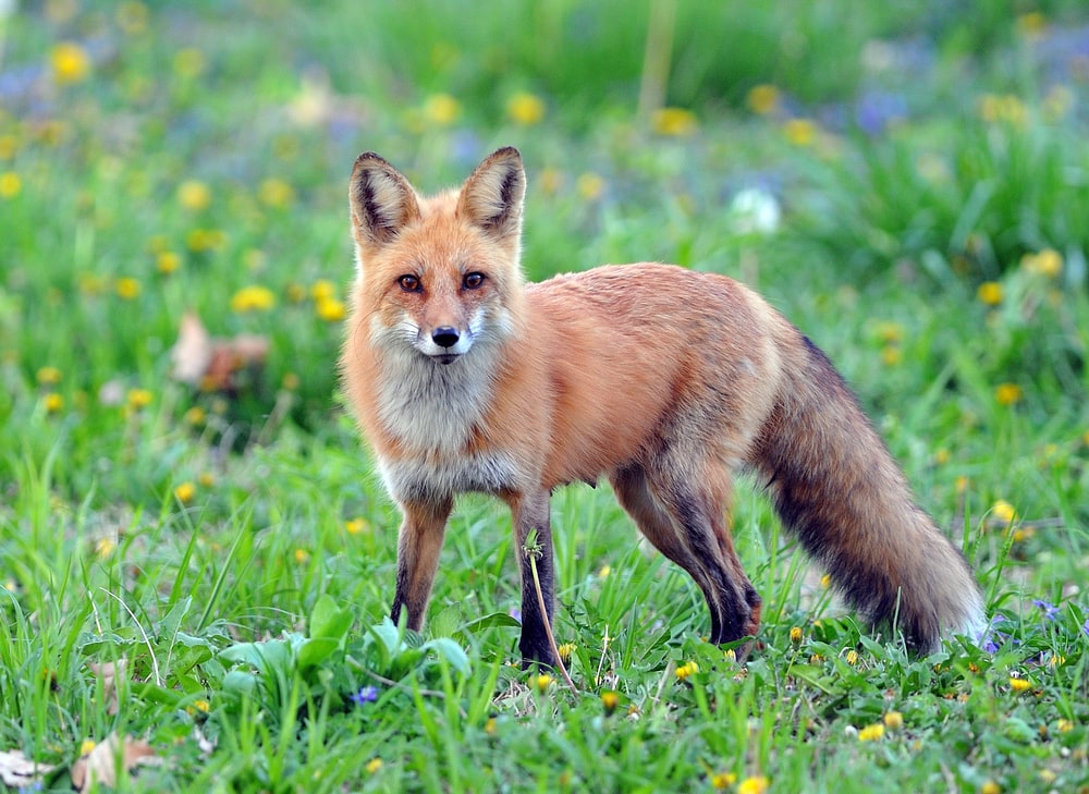 Fox standing on a green gras with wildflowers on it