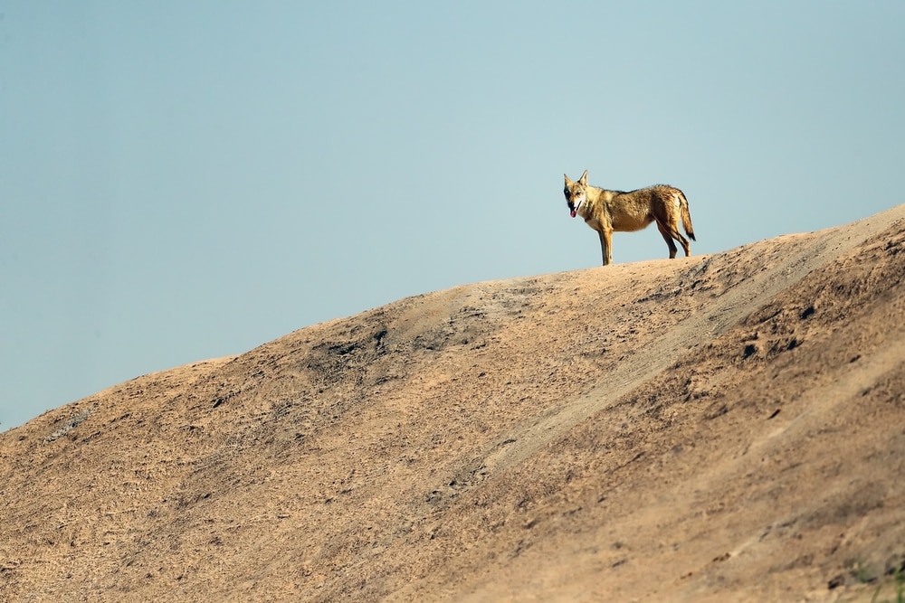 Wolf traveling on the mountain