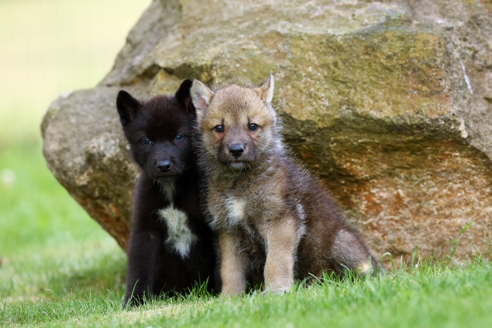 Two wolves under a rock