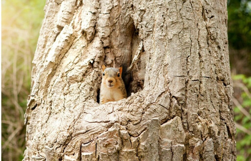 A squirrel inside a tree hole