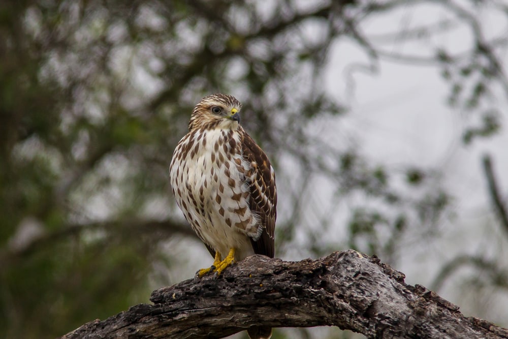 A broad-winged hawk perched on a tree