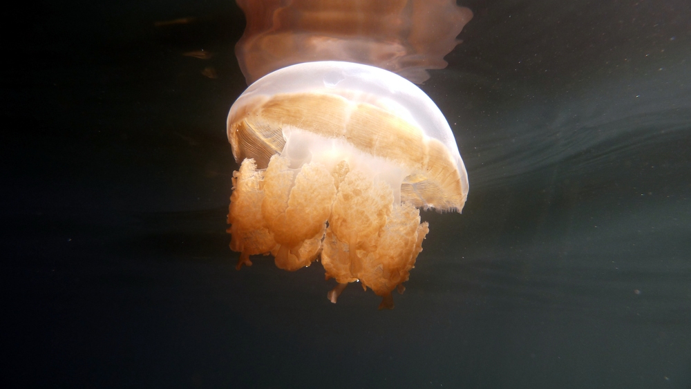 Golden jellyfish floating in the water