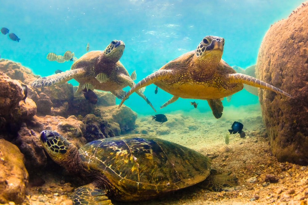Green sea turtle on the ocean