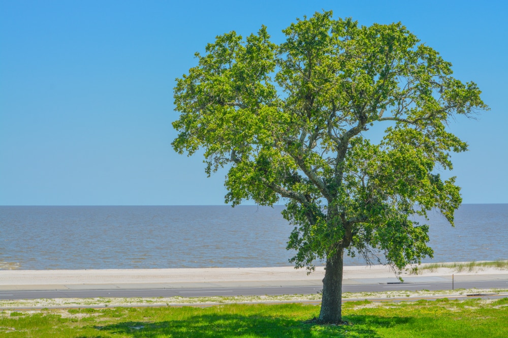 American Elm (Ulmus Americana) City of Long Beach