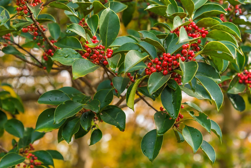 A yaupon holly tree with red fruits 