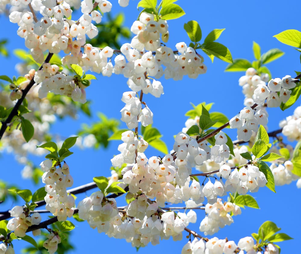 Close up of the flowers of a Carolina silverbell tree