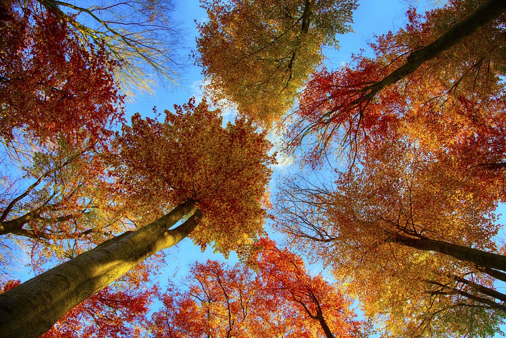 American beech trees from low angle view