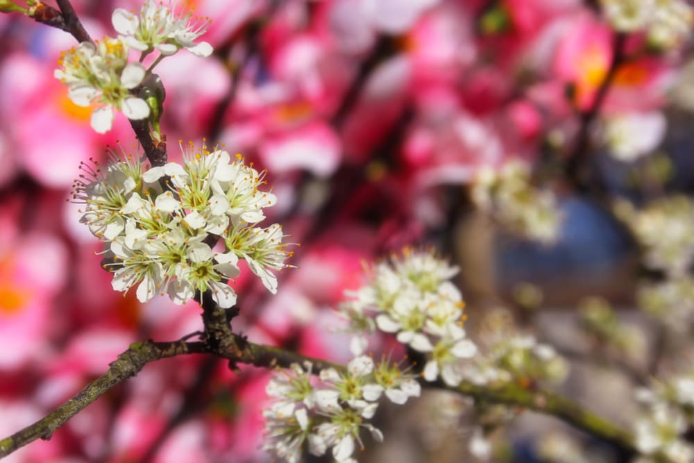 Blooms of a flatwood plum tree