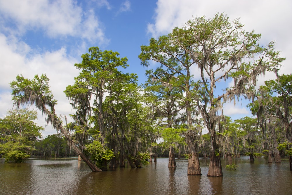Bald cypress on flooded riverbanks