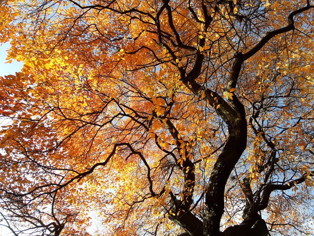 View of the autumn leaves of a black tupelo trees