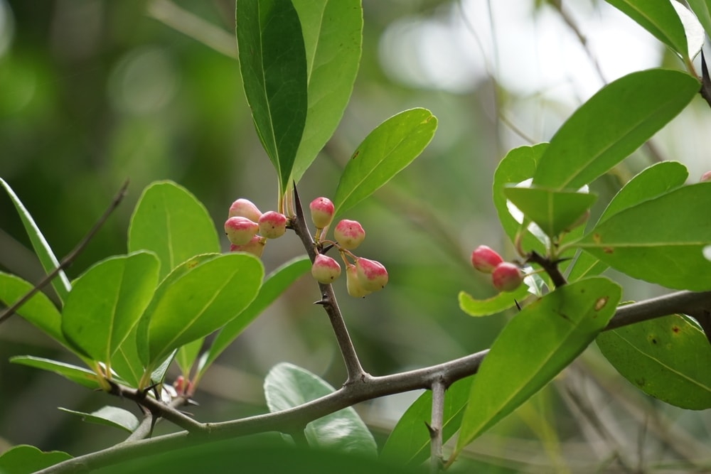 Fruits and leaves of a Chickasaw plum tree