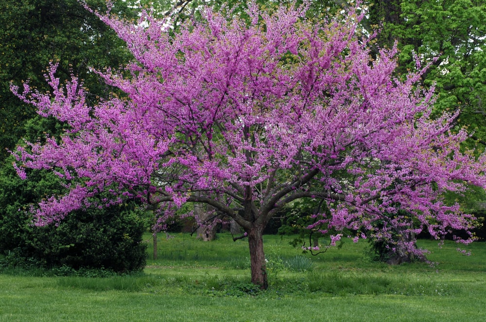 An eastern red bud tree in full bloom