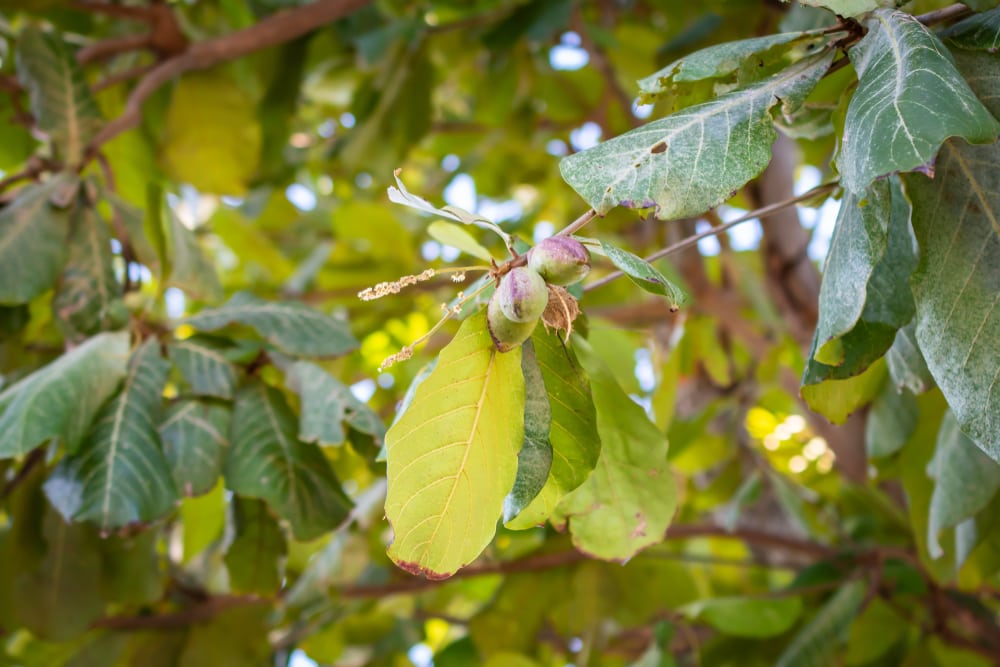 leaves and fruits of a pigeon plum tree