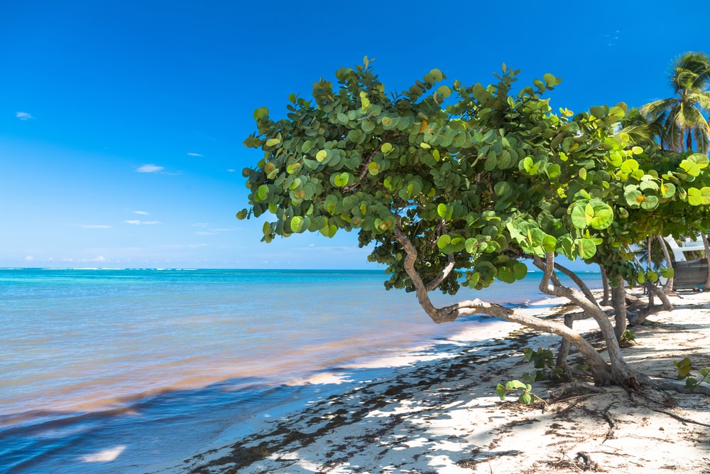 Sea grape tree by the beach