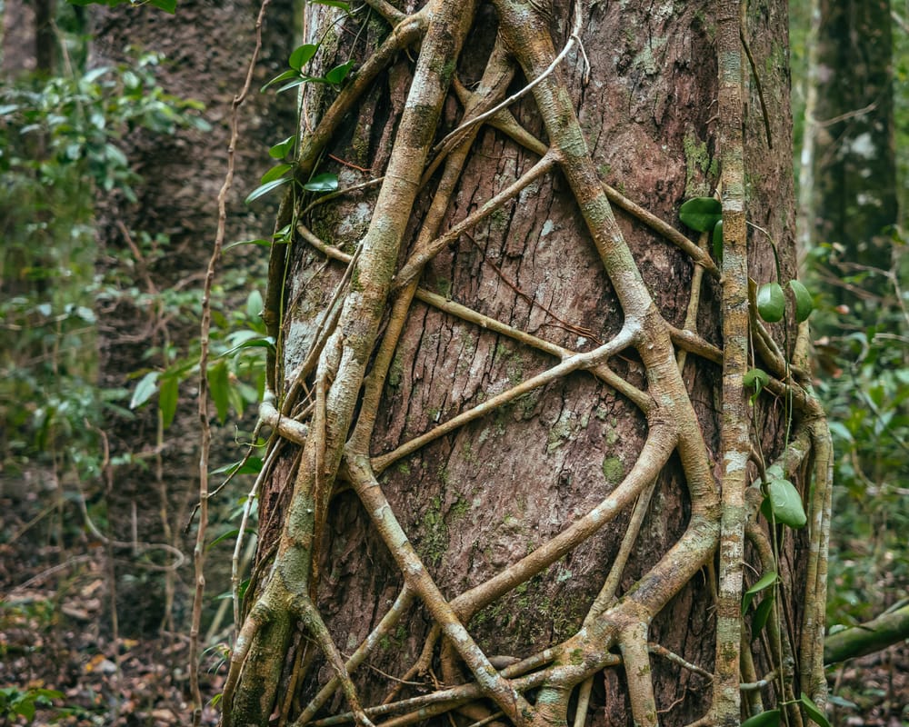 Strangler fig in the Australian rain forest
