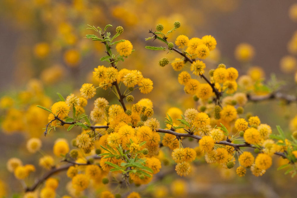 yellow flowers of a sweet acacia tree