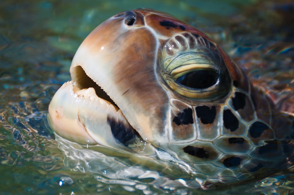 Green sea turtle going up the surface