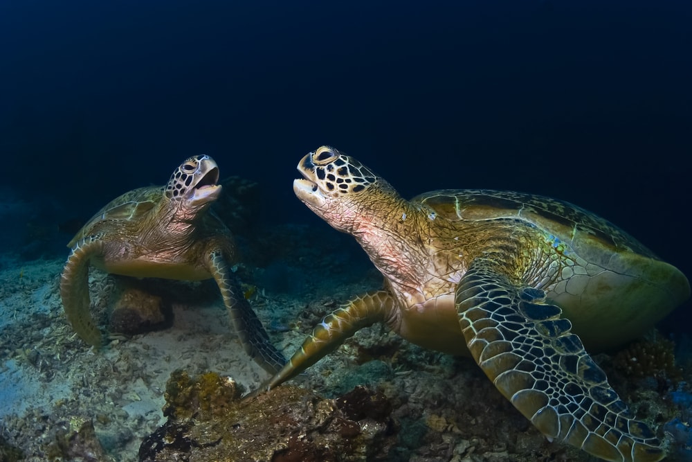 Two green sea turtle talking to each other