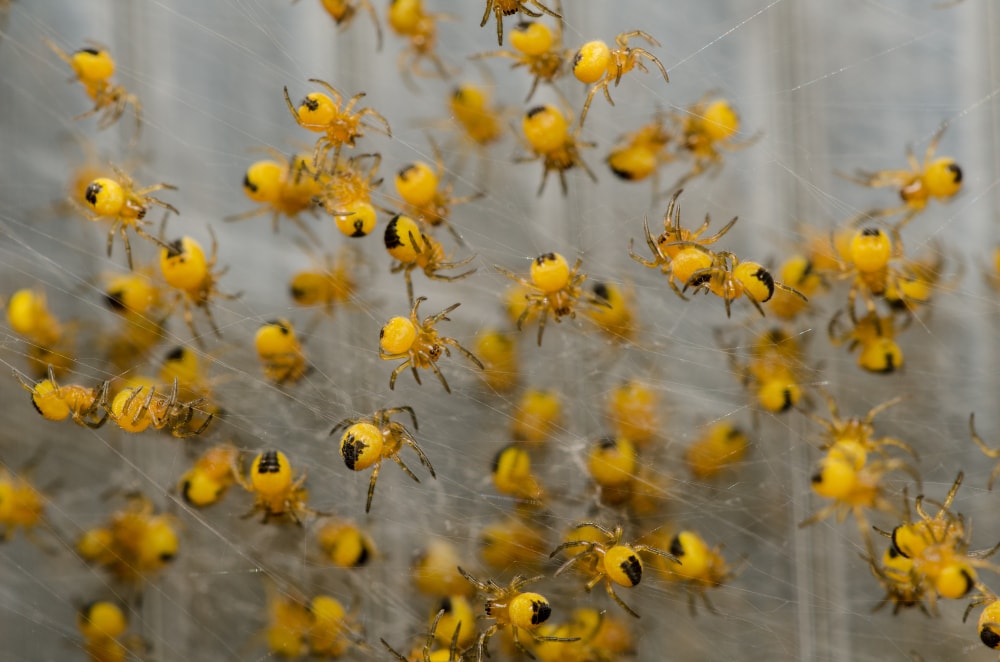 Baby spiders inside a web