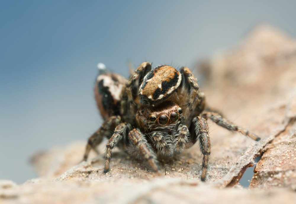 Spider mating on a dry leaf
