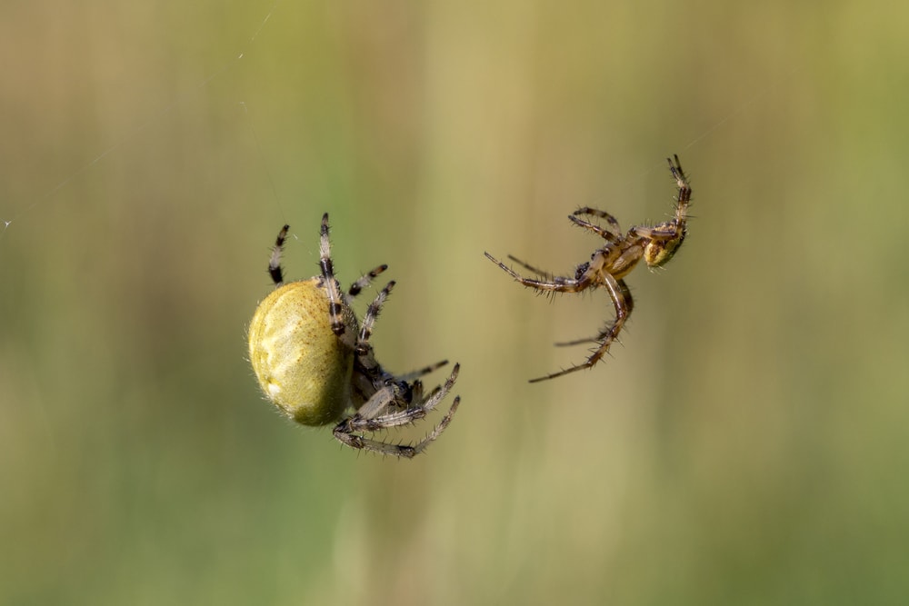 Two spiders falling from a tree