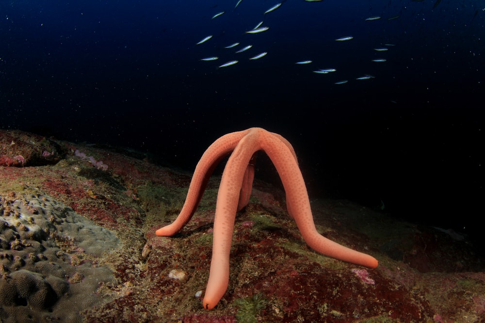 Starfish standing up in the middle of the night