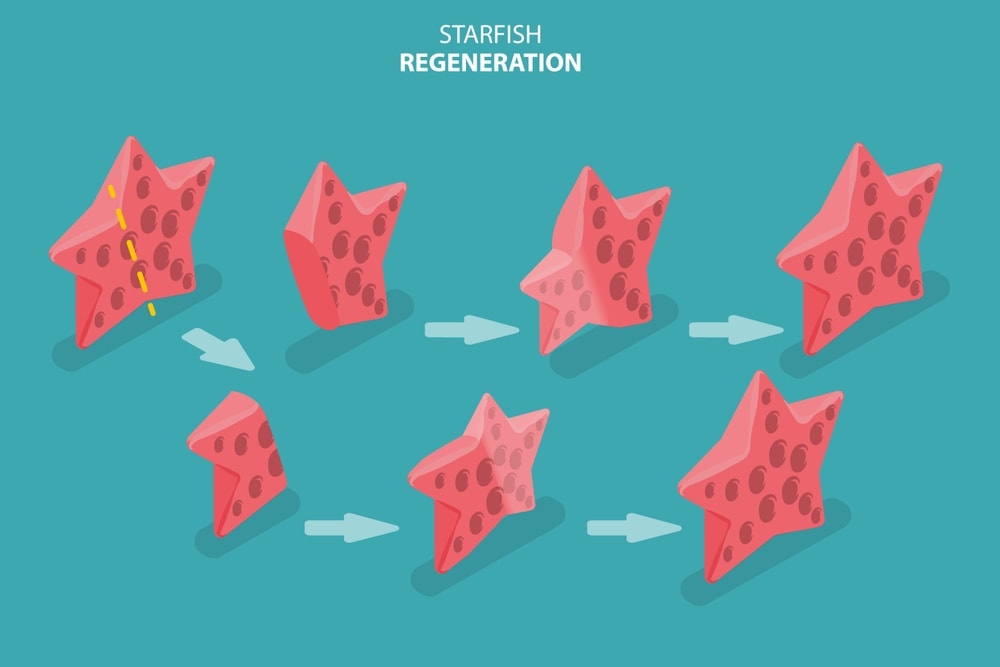 Starfish regeneration asexual reproduction in an illustration