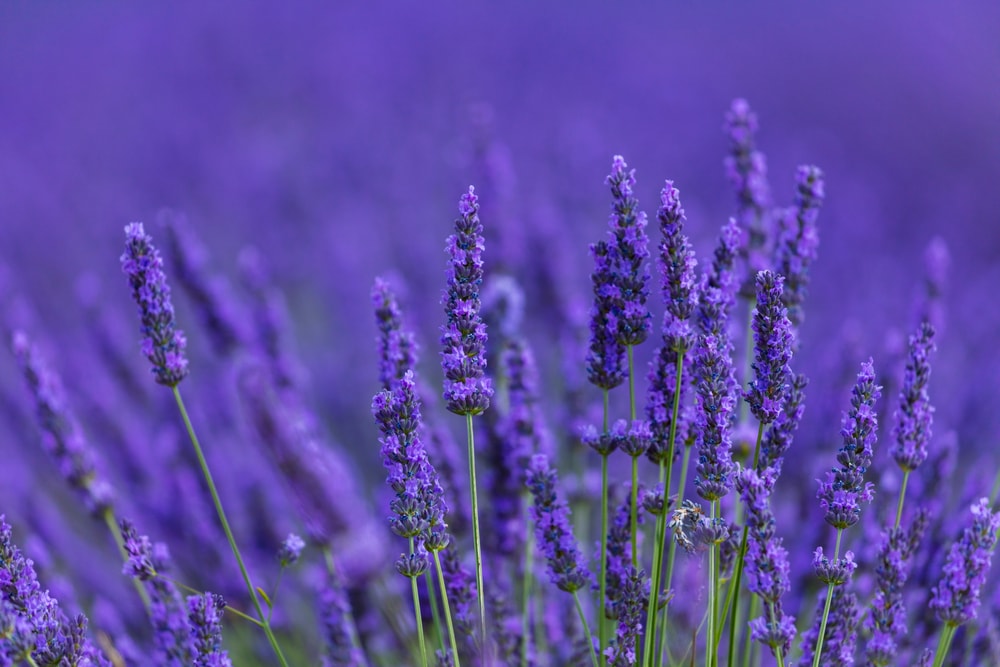 Close up of lavender flowers