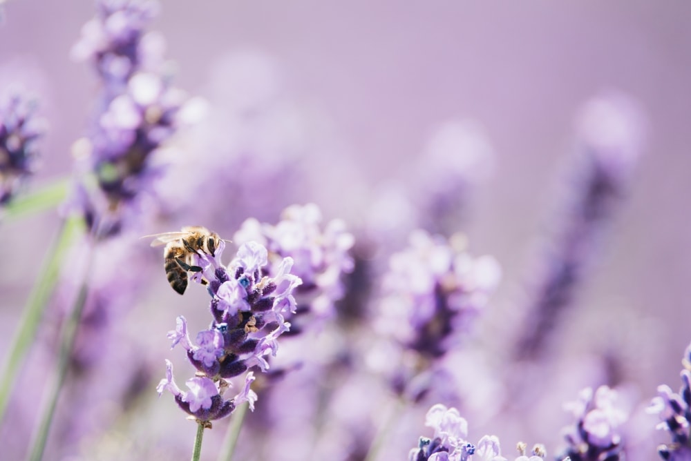 Honey bee pollinating lavender flowers